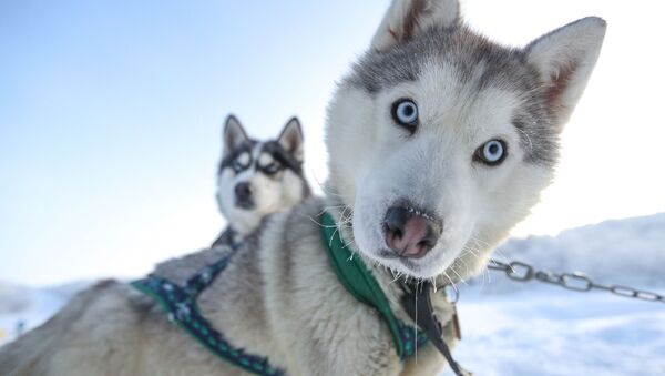 在摩爾曼斯克州的北極光旅遊公園裡拉車的西伯利亞雪橇犬（別名：哈士奇，暱稱：二哈） - 俄羅斯衛星通訊社