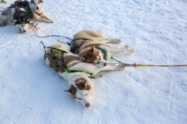 哈士奇在例行奔跑後在雪地裡休息 - 俄羅斯衛星通訊社