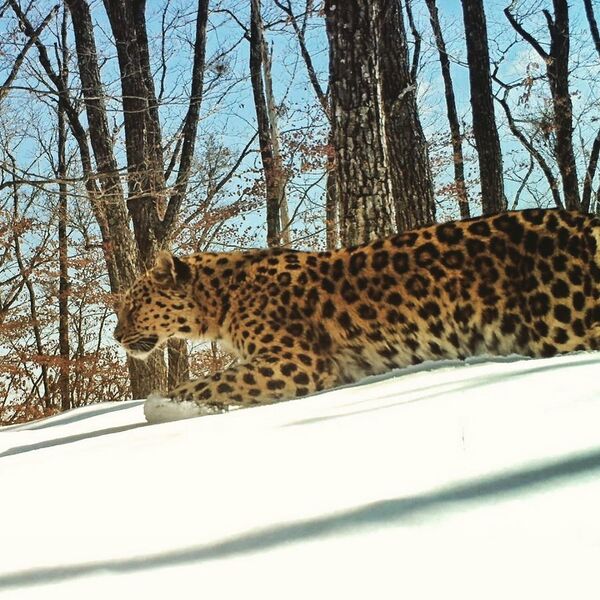 俄滨海边疆区一只雌性远东豹表情很不满意（照片） - 俄罗斯卫星通讯社