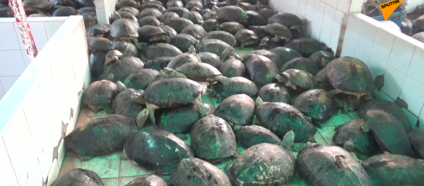 泰国寺庙发现一座“乌龟监狱” - 俄罗斯卫星通讯社