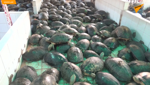 泰国寺庙发现一座“乌龟监狱” - 俄罗斯卫星通讯社