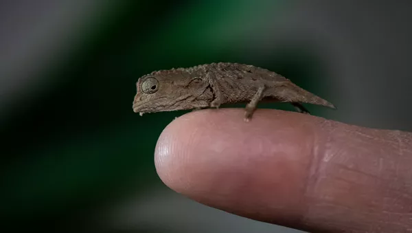 A tiny 'fingertip-sized' pygmy chameleon is seen at Chester Zoo, Chester, Britain January 29, 2020. - 俄羅斯衛星通訊社