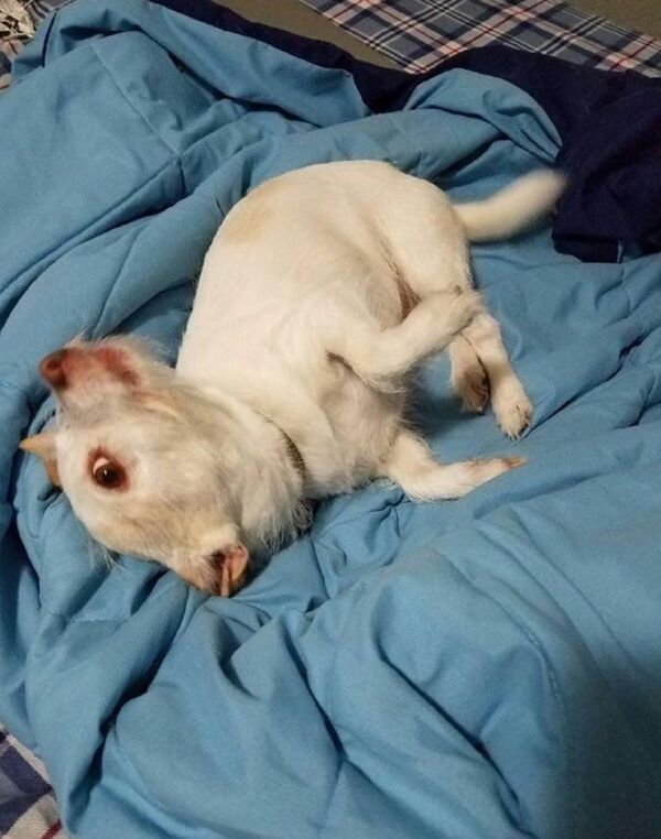 狗還是小山羊：錯覺爆紅網絡 - 俄羅斯衛星通訊社