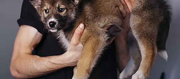 宜家俄罗斯官网推出猫狗领养服务 宜家俄罗斯官网推出猫狗领养服务 - 俄罗斯卫星通讯社