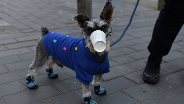 港媒：曾对新冠病毒呈弱阳性的宠物狗离世 - 俄罗斯卫星通讯社