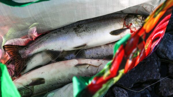 俄今年以来已出口1.6万吨以上的堪察加鱼产品 - 俄罗斯卫星通讯社