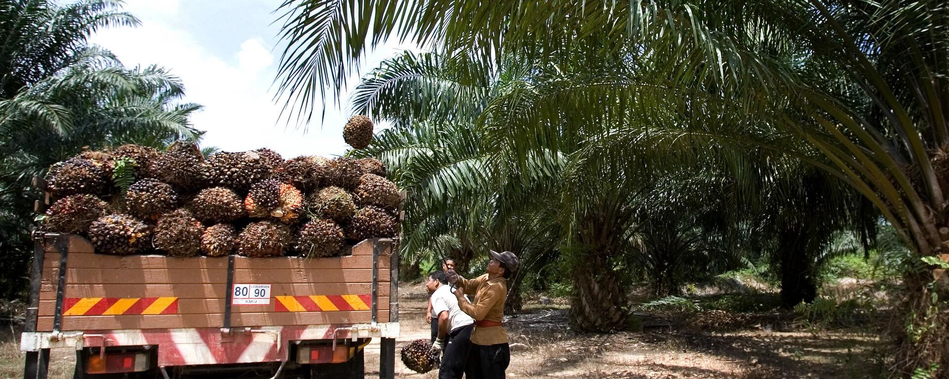 因为有中国的支持，马来西亚不会因欧洲限制其棕榈油出口而遭受损失 - 俄罗斯卫星通讯社, 1920, 27.09.2023