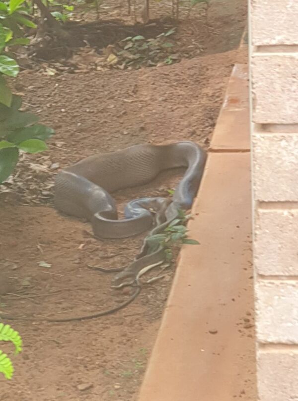 女子眼巴巴地看着蟒蛇将猫咪吞进肚子 （图片） - 俄罗斯卫星通讯社