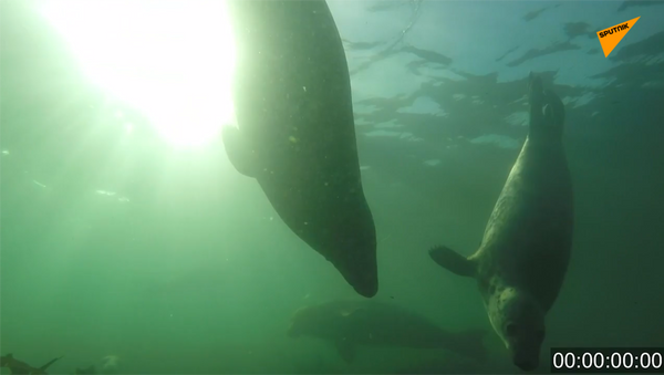 Тюлени умеют хлопать ластами под водой. Это впервые удалось снять на видео - 俄羅斯衛星通訊社