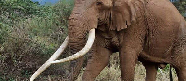 Слон Тим - 俄罗斯卫星通讯社