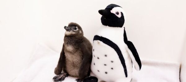 Детеныш пингвина с игрушкой - 俄罗斯卫星通讯社