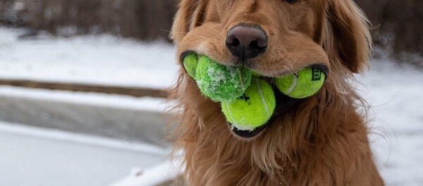 纽约一只金毛想打破吉尼斯世界纪录 纽约一只金毛想打破吉尼斯世界纪录 - 俄罗斯卫星通讯社