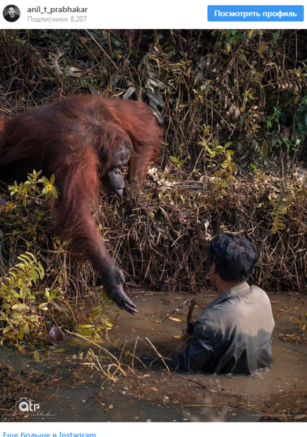 猩猩向人伸出援手 （圖片） - 俄羅斯衛星通訊社