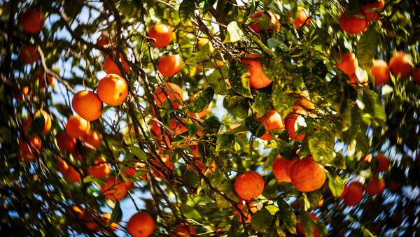 Апельсиновые деревья - 俄羅斯衛星通訊社