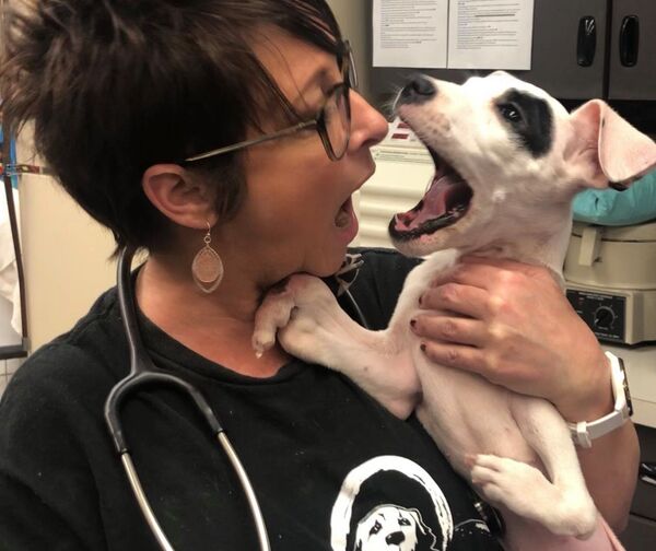 美国诞生一只五脚小狗  - 俄罗斯卫星通讯社