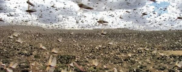 Стая саранчи Стая саранчи - 俄罗斯卫星通讯社