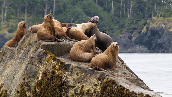 Колония морских львов на архипелаге Хайда-Гуай, Канада  - 俄羅斯衛星通訊社