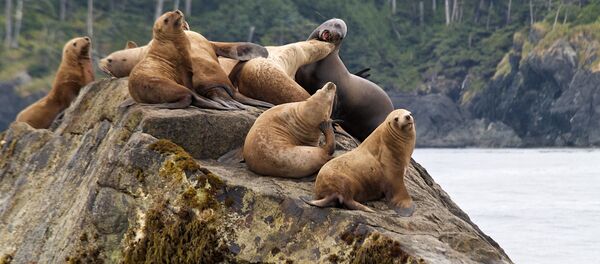 Колония морских львов на архипелаге Хайда-Гуай, Канада  - 俄羅斯衛星通訊社