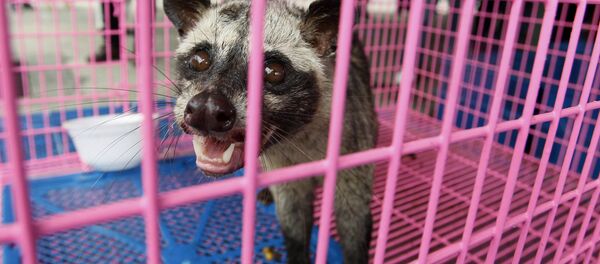 Civet Civet - 俄羅斯衛星通訊社