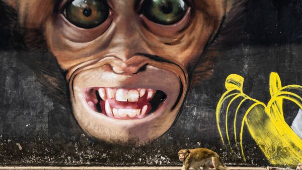 西班牙專業攝影師瓊·德拉·馬拉的攝影系列《猴子城市》中的作品《猴子塗鴉》 - 俄羅斯衛星通訊社