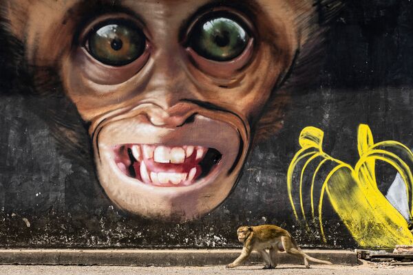 西班牙专业摄影师琼·德拉·马拉的摄影系列《猴子城市》中的作品《猴子涂鸦》 - 俄罗斯卫星通讯社