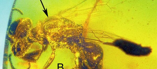 Пчела в янтаре - 俄罗斯卫星通讯社