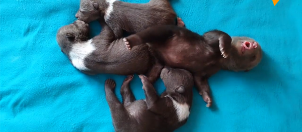 小熊孤儿找到新家 小熊孤儿找到新家 - 俄罗斯卫星通讯社