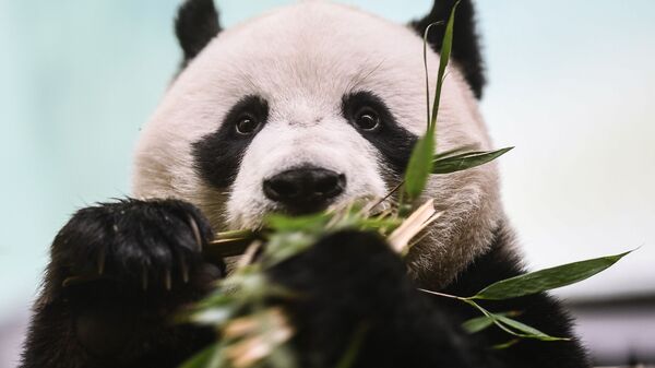 7月30日，為迎接大熊貓的生日，動物園將為客人們舉行大型節日活動 - 俄羅斯衛星通訊社