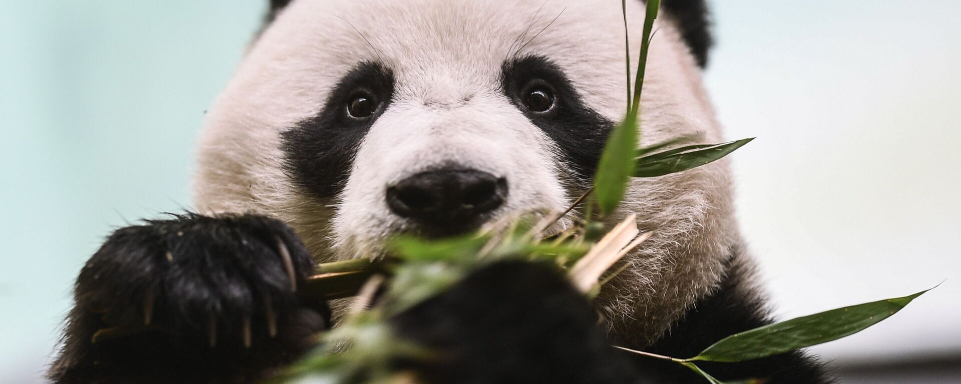 中國外交部：願與俄方一道在大熊貓等瀕危物種保護等領域繼續開展合作 - 俄羅斯衛星通訊社, 1920, 21.07.2026