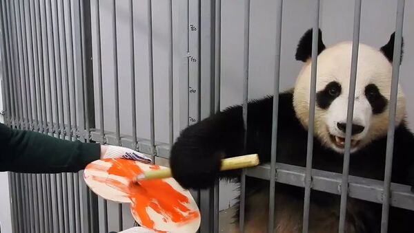 Cамец панды Жуи раскрасил валентинку для панды Диндин  - 俄罗斯卫星通讯社