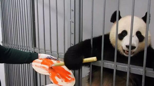 Cамец панды Жуи раскрасил валентинку для панды Диндин  - 俄羅斯衛星通訊社