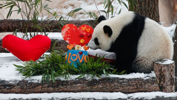 Панда Дин Дин с валентинкой от панды Жуи в Московском зоопарке  - 俄罗斯卫星通讯社
