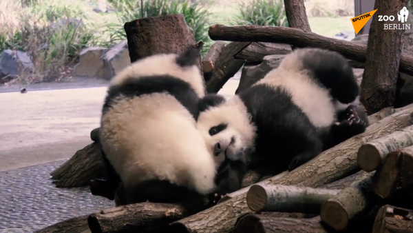 Очаровательные панды из немецкого зоопарка - 俄罗斯卫星通讯社