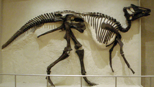 Скелет гадрозавра Prosaurolophus maximus maximus в Королевском музее Онтарио, Торонто - 俄罗斯卫星通讯社