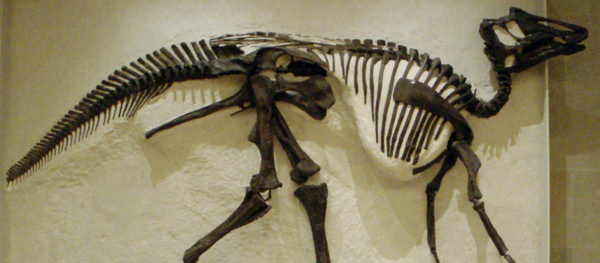 Скелет гадрозавра Prosaurolophus maximus maximus в Королевском музее Онтарио, Торонто Скелет гадрозавра Prosaurolophus maximus maximus в Королевском музее Онтарио, Торонто - 俄罗斯卫星通讯社