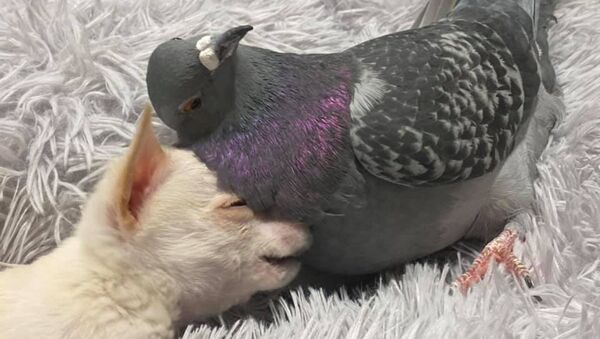 鸽子和吉娃娃的神仙友谊 - 俄罗斯卫星通讯社