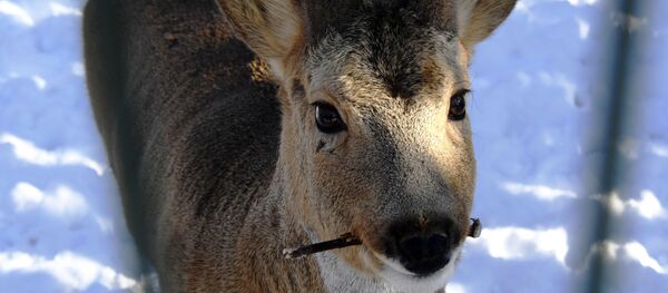 索契部分无人旅游景点出现野生动物 - 俄罗斯卫星通讯社