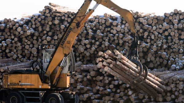 哈巴罗夫斯克边疆区2023年年初以来已对华出口近9000立方米硬木木材 - 俄罗斯卫星通讯社