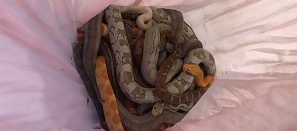 Шестнадцать змей найдено в наволочке - 俄羅斯衛星通訊社