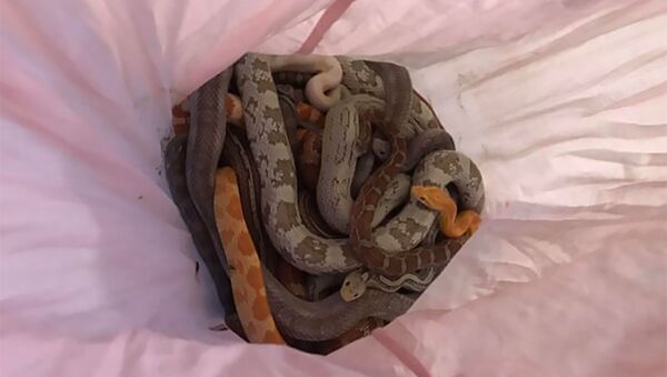 Шестнадцать змей найдено в наволочке - 俄罗斯卫星通讯社