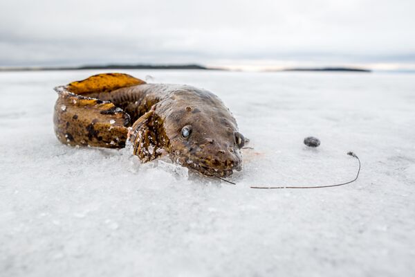 渔夫在夏莫泽罗湖的冰上捕捞 - 俄罗斯卫星通讯社