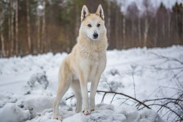 卡累利阿的西西伯利亚莱卡犬 - 俄罗斯卫星通讯社