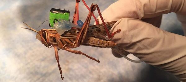 美国尝试用蚱蜢机器人寻找爆炸物  - 俄罗斯卫星通讯社