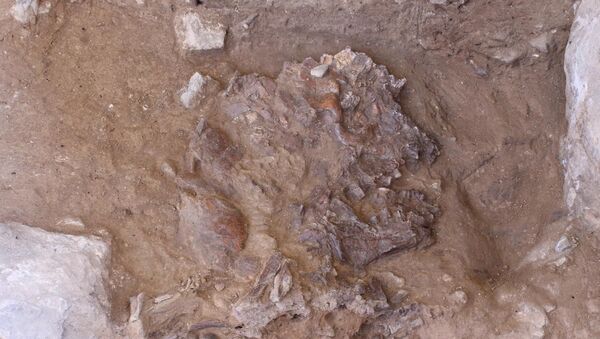 Череп неандертальца в пещере Шанидар в иракском Курдистане - 俄羅斯衛星通訊社