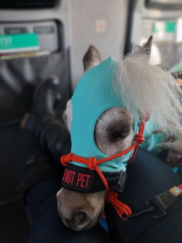 迷你馬搭機坐頭等艙 - 俄羅斯衛星通訊社