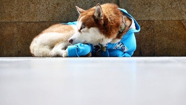 俄羅斯“忠犬八公”穿毛衣等主人下班 - 俄羅斯衛星通訊社