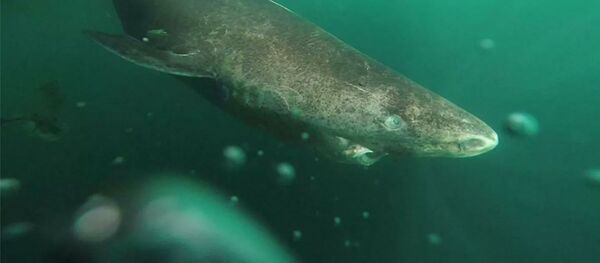 遊客在新西蘭觀賞海豚時偶遇鯨鯊 - 俄羅斯衛星通訊社