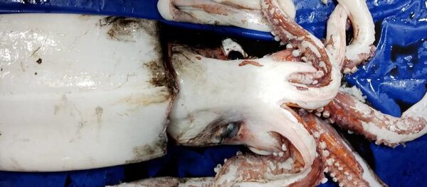 鱿鱼 鱿鱼 - 俄罗斯卫星通讯社