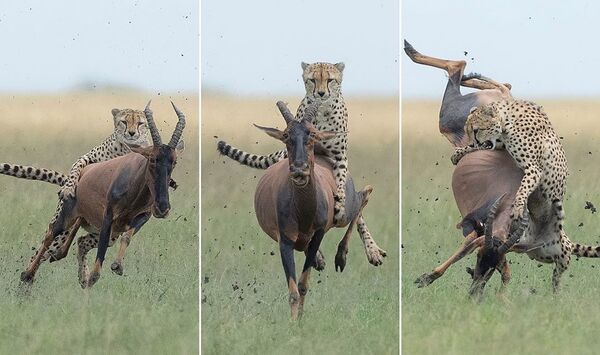 獵豹騎羚羊“蹓躂” - 俄羅斯衛星通訊社