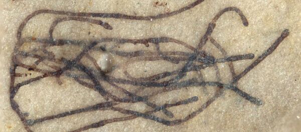 10亿年前海藻化石 - 俄罗斯卫星通讯社